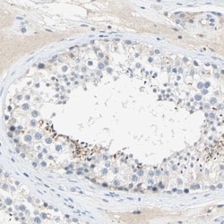 PCDHB2 Antibody, Novus Biologicals:Antibodies:Primary Antibodies