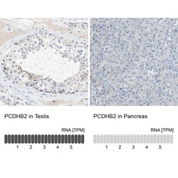 PCDHB2 Antibody, Novus Biologicals:Antibodies:Primary Antibodies