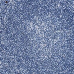 PCLKC Antibody, Novus Biologicals 0.1mL; Unlabeled:Antibodies, Polyclonal