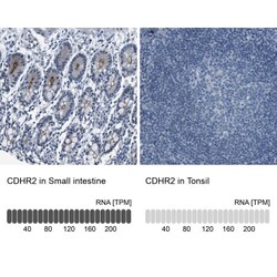 PCLKC Antibody, Novus Biologicals 0.1mL; Unlabeled:Antibodies, Polyclonal