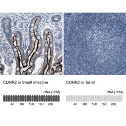 PCLKC Antibody, Novus Biologicals 0.1mL; Unlabeled:Antibodies, Polyclonal