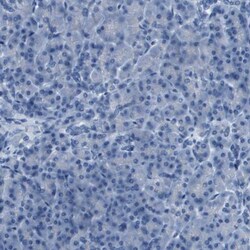PCLKC Antibody, Novus Biologicals 0.1mL; Unlabeled:Antibodies, Polyclonal