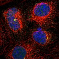 PCM1 Antibody, Novus Biologicals 25 &mu;L; Unlabeled:Antibodies, Polyclonal
