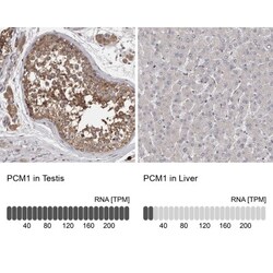PCM1 Antibody, Novus Biologicals 0.1mL; Unlabeled:Antibodies, Polyclonal