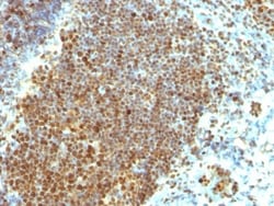 PCNA Antibody (PCNA/694), Novus Biologicals 0.2mg; Unlabeled:Antibodies,