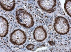 PCNA Antibody, Novus Biologicals 0.1mL; Unlabeled:Anticuerpos