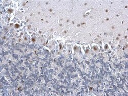 PCNA Antibody, Novus Biologicals 0.1mL; Unlabeled:Anticuerpos