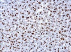 PCNA Antibody, Novus Biologicals 0.1mL; Unlabeled:Anticuerpos