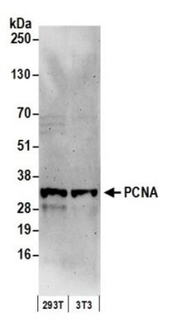 PCNA Antibody, Novus Biologicals 0.1mL; Unlabeled:Antibodies, Polyclonal