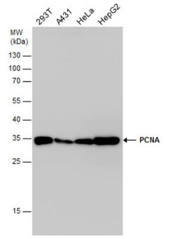 PCNA Antibody, Novus Biologicals 0.1mL; Unlabeled:Anticuerpos