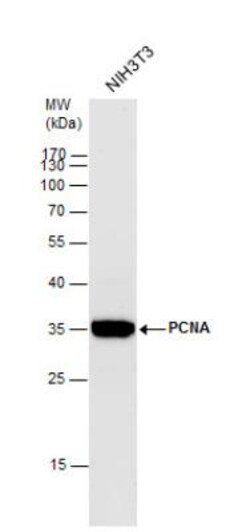 PCNA Antibody, Novus Biologicals 0.1mL; Unlabeled:Anticuerpos