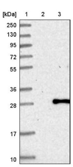 PCNP Antibody, Novus Biologicals 0.1mL; Unlabeled:Antibodies, Polyclonal