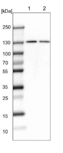 PCNXL4 Antibody, Novus Biologicals 0.1mL; Unlabeled:Antibodies, Polyclonal