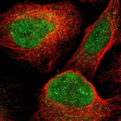 PCOLCE2 Antibody, Novus Biologicals:Antibodies:Primary Antibodies