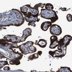 PCOLCE2 Antibody, Novus Biologicals:Antibodies:Primary Antibodies
