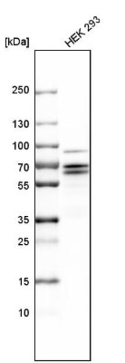 PCTAIRE1 Antibody, Novus Biologicals 0.1mL; Unlabeled:Antibodies, Polyclonal