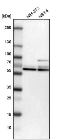 PCTAIRE1 Antibody, Novus Biologicals 0.1mL; Unlabeled:Antibodies, Polyclonal