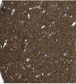 PCTAIRE2 Antibody, Novus Biologicals 0.1mL; Unlabeled:Antibodies, Polyclonal