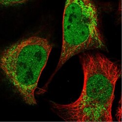 PCYOX1L Antibody, Novus Biologicals 0.1mL; Unlabeled:Antibodies, Polyclonal