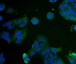 PD-L1 Antibody - BSA Free, Novus Biologicals 0.1mg; Unlabeled:Antibodies,