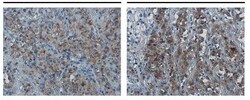 PD-L1 Antibody, Novus Biologicals 0.1mL; Unlabeled:Antibodies, Polyclonal