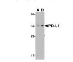 PD-L1 Antibody - BSA Free, Novus Biologicals 0.1mg; Unlabeled:Antibodies,