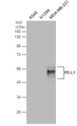 PD-L1 Antibody, Novus Biologicals 0.1mL; Unlabeled:Antibodies, Polyclonal