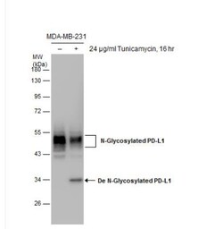PD-L1 Antibody, Novus Biologicals 0.1mL; Unlabeled:Antibodies, Polyclonal