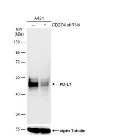 PD-L1 Antibody, Novus Biologicals 0.1mL; Unlabeled:Antibodies, Polyclonal