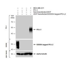PD-L1 Antibody, Novus Biologicals 0.1mL; Unlabeled:Antibodies, Polyclonal