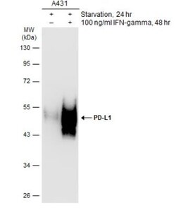 PD-L1 Antibody, Novus Biologicals 0.1mL; Unlabeled:Antibodies, Polyclonal
