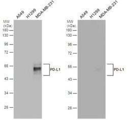 PD-L1 Antibody, Novus Biologicals 0.1mL; Unlabeled:Antibodies, Polyclonal