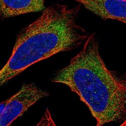 PDCD5 Antibody, Novus Biologicals 25 &mu;L; Unlabeled:Antibodies, Polyclonal