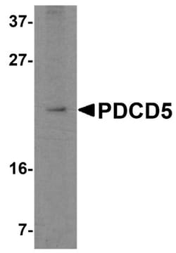 PDCD5 Antibody - BSA Free, Novus Biologicals 0.1mg; Unlabeled:Antibodies,