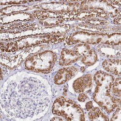 PDCD7 Antibody, Novus Biologicals 0.1mL; Unlabeled:Antibodies, Polyclonal