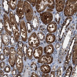 PDCL Antibody, Novus Biologicals:Antibodies:Primary Antibodies