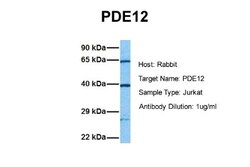 PDE12 Antibody, Novus Biologicals 0.05mg; Unlabeled:Antibodies, Polyclonal
