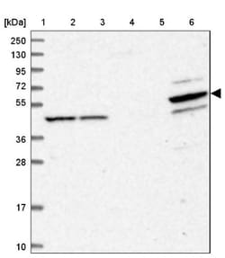PDE12 Antibody, Novus Biologicals:Antibodies:Primary Antibodies