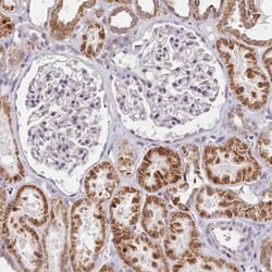 BEND2 Antibody, Novus Biologicals:Antibodies:Primary Antibodies