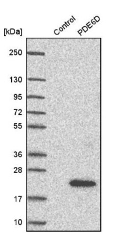 BEND2 Antibody, Novus Biologicals:Antibodies:Primary Antibodies