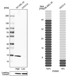 PDE6D Antibody, Novus Biologicals:Antibodies:Primary Antibodies