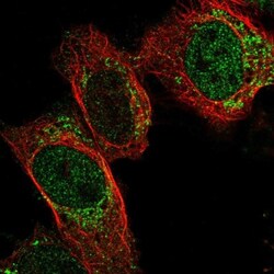 PDF Antibody, Novus Biologicals 0.1mL; Unlabeled:Antibodies, Polyclonal
