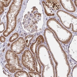 PDF Antibody, Novus Biologicals 0.1mL; Unlabeled:Antibodies, Polyclonal