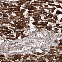 PDHX Antibody, Novus Biologicals 25 &mu;L; Unlabeled:Antibodies, Polyclonal