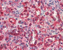 Protein Disulfide Isomerase/P4HB Antibody, Novus Biologicals 0.025 mg;