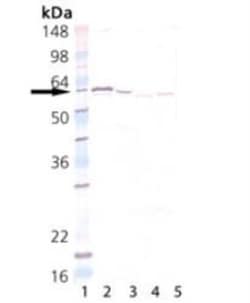 Protein Disulfide Isomerase/P4HB Antibody, Novus Biologicals 0.025 mg;