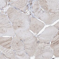 PDIA6 Antibody, Novus Biologicals:Antibodies:Primary Antibodies