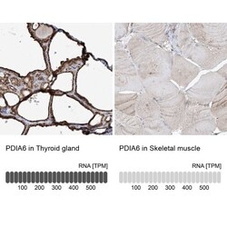 PDIA6 Antibody, Novus Biologicals:Antibodies:Primary Antibodies