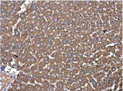 PDIA6 Antibody, Novus Biologicals 0.1mL; Unlabeled:Antibodies, Polyclonal
