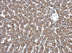 PDIA6 Antibody, Novus Biologicals 0.1mL; Unlabeled:Antibodies, Polyclonal